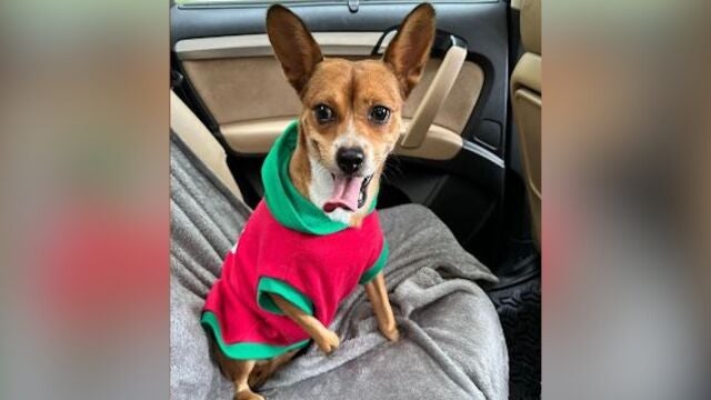 Rescatan a un Chihuahua sin garras 