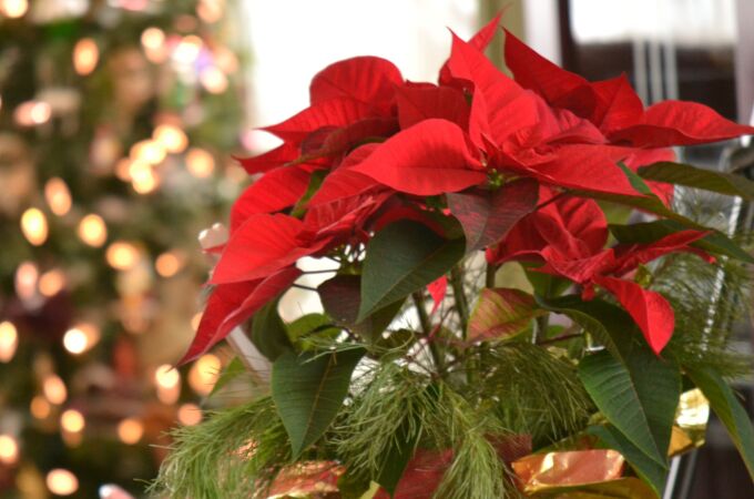 Flor de Pascua Flor de Pascua