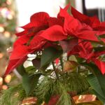 Flor de Pascua Flor de Pascua