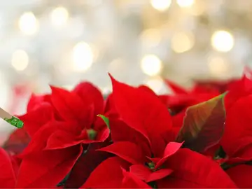 Flor de Pascua Flor de Pascua