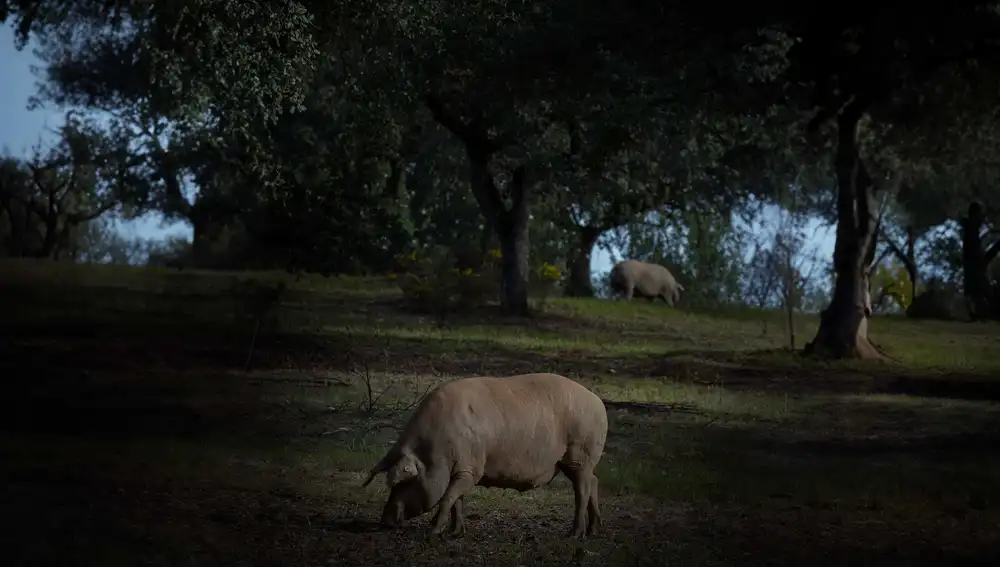 MALDONDADO consigue, es su afán por la calidad, que todo esto culmine en un animal que llega a la época de montanera (época de maduración y caída de la bellota) sano, fuerte y fibroso