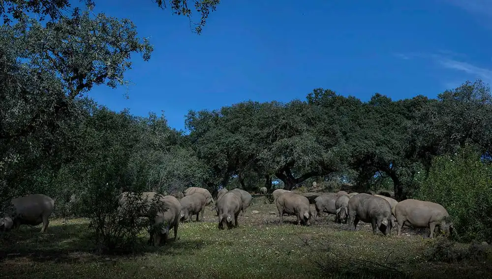 El cerdo ibérico es un animal que ha evolucionado en un entorno muy particular y exclusivo de la parte oeste de la península ibérica