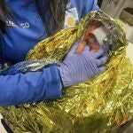 - Fotografía del bebé recién nacida que todavía tenía el cordón umbilical que un vecino de Los Palacios y Villafranca