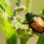 El declive de los insectos se debe a la pérdida de especies localmente más comunes, según un estudio