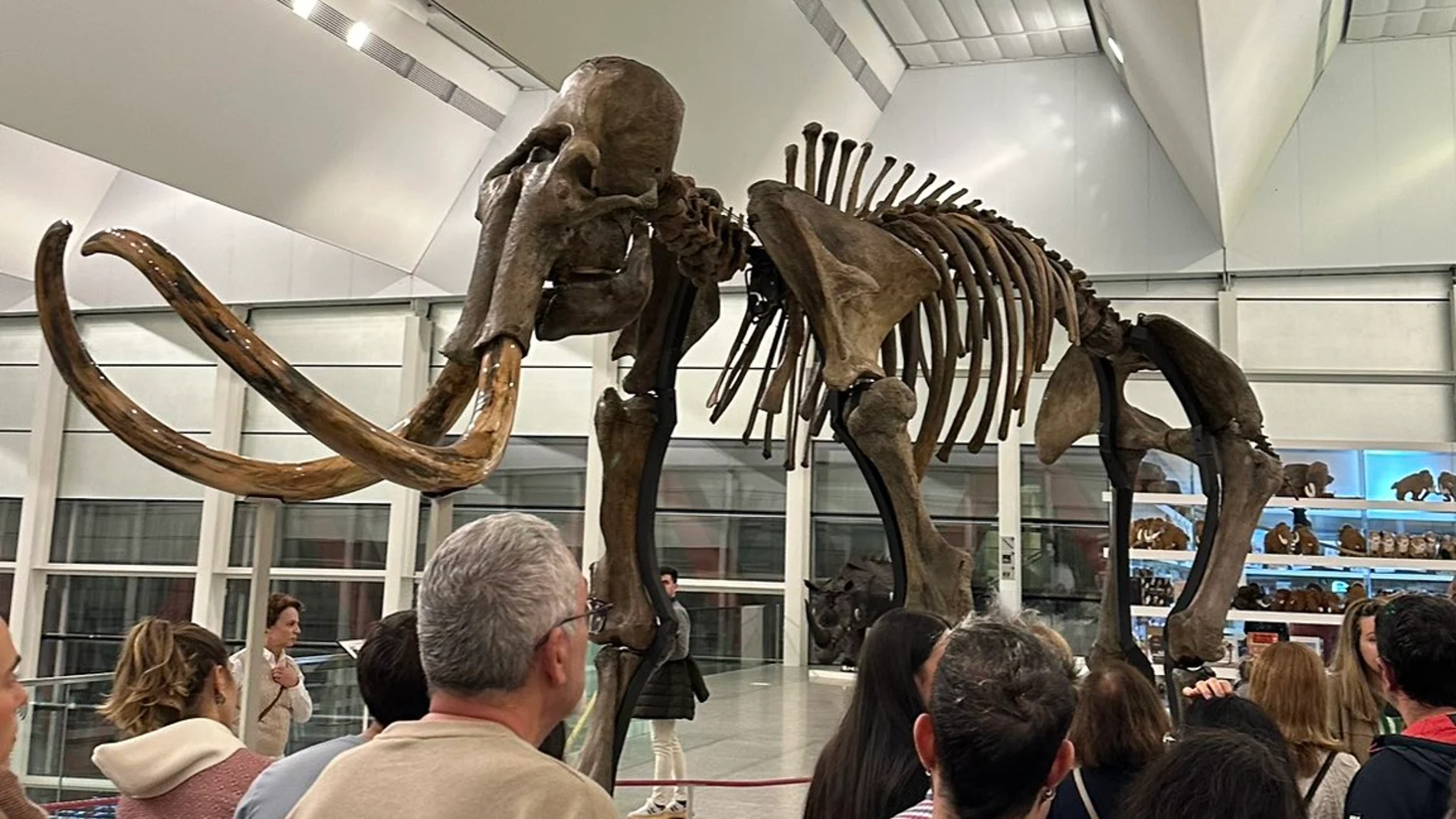 Visitantes en el Museo de la Evolución Humana observan el esqueleto de un mamut
