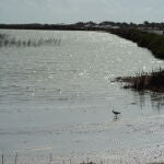 Plano general de las Salinas del Mar Menor, en San Pedro del Pinatar