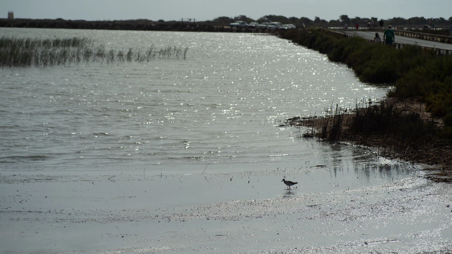 Plano general de las Salinas del Mar Menor, en San Pedro del Pinatar