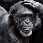 Chimpancé 