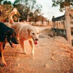 El número de perros registrados en la Unión Europea ha experimentado un aumento 