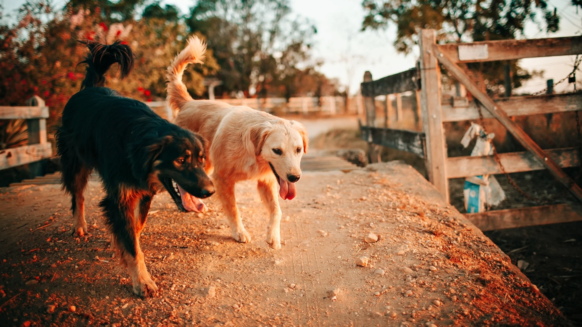 El número de perros registrados en la Unión Europea ha experimentado un aumento