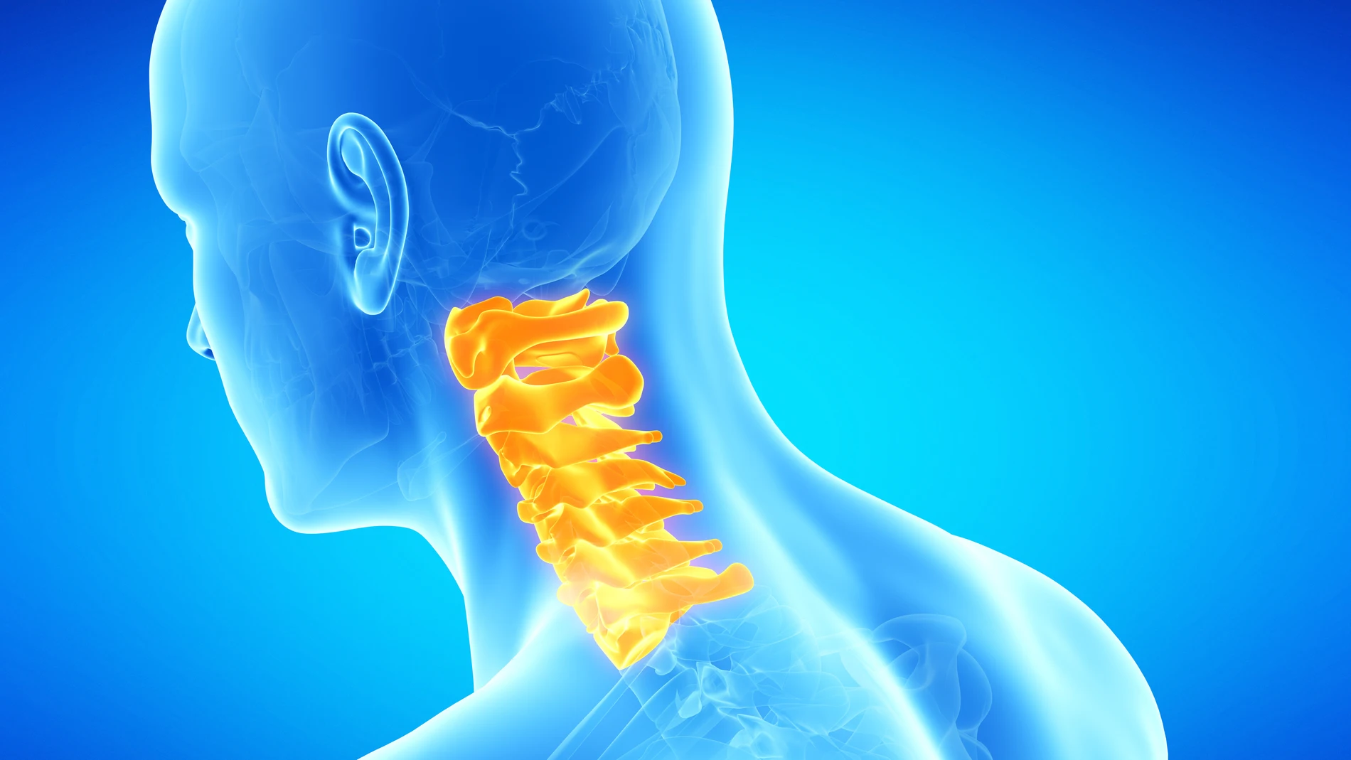La columna cervical proporciona soporte estructural y flexibilidad al cuello, permitiendo movimientos como la inclinación, rotación y flexión