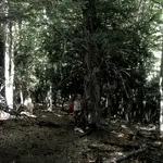 La Tejeda de Tosande (Palencia)