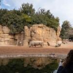 En todo el mundo quedan 20.000 ejemplares de rinoceronte blanco 