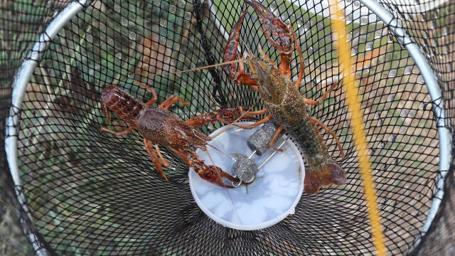 Pesca de cangrejo con retén en el Canal de Castilla