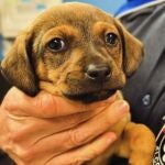 Rescatan a un cachorro de un contenedor en Alcobendas