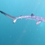 Identifican diez crías de tiburón en el Cañón de Cap de Creus (Girona)
