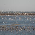 Bando de agujas colinegras y gaviotas en las marismas del Odiel