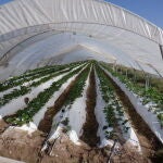 Alertan sobre el aumento de residuos plásticos en los suelos agrícolas de Castilla y León