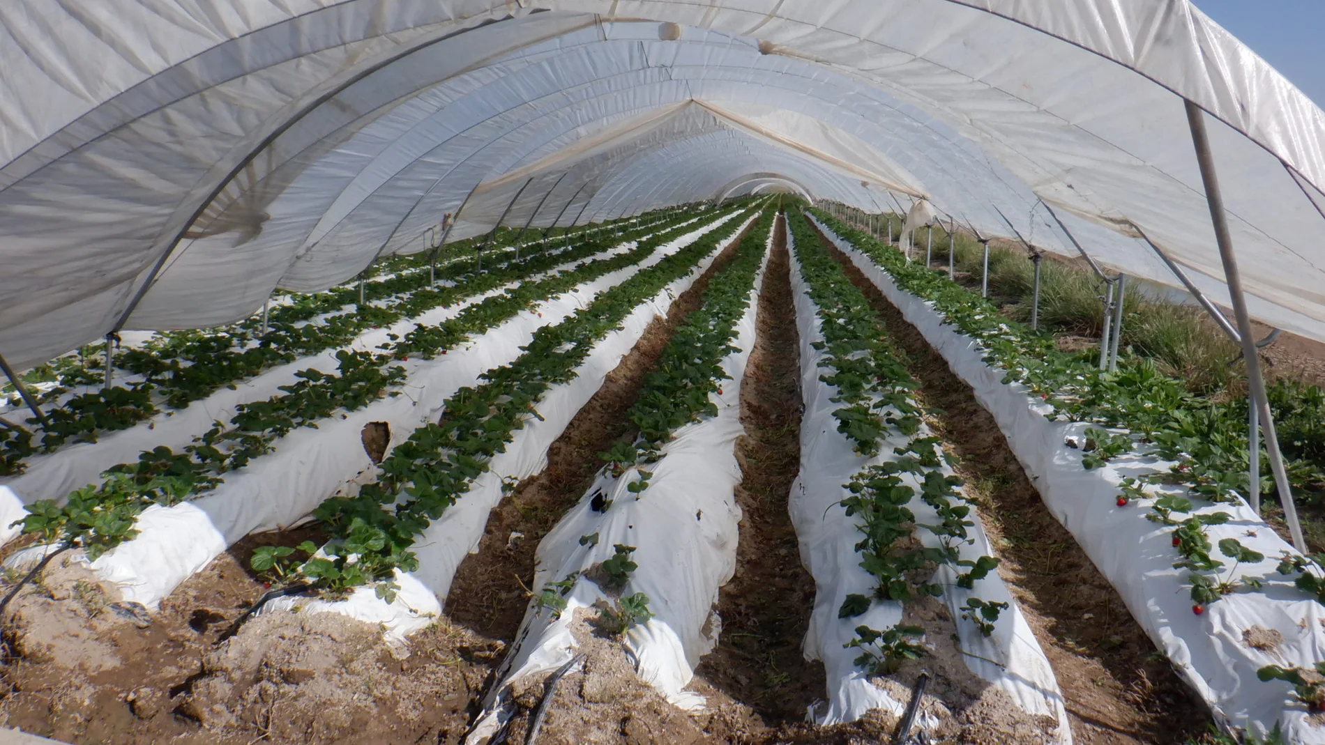 Alertan sobre el aumento de residuos plásticos en los suelos agrícolas de Castilla y León