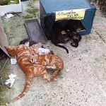 Envenenamiento masivo de una colonia con más de 40 gatos en La Carlota (Córdoba)