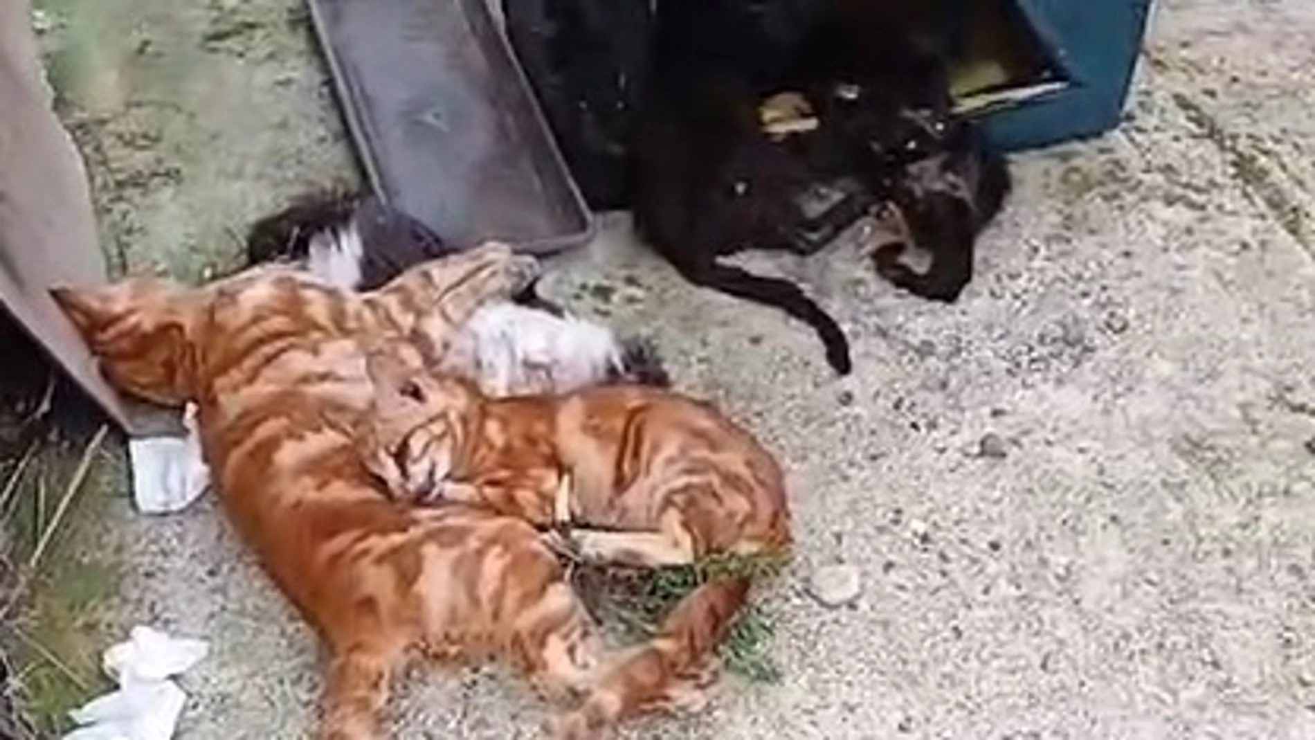 Envenenamiento masivo de una colonia con más de 40 gatos en La Carlota (Córdoba)