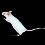 Estas partículas similares a virus pueden devolver parcialmente la vista a los ratones