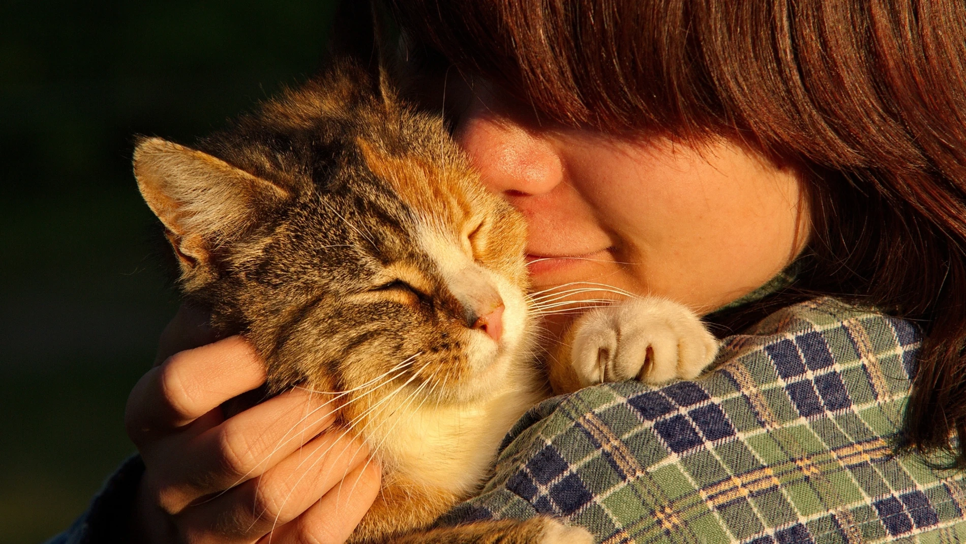 Un estudio revela el fuerte vínculo que los gatos sienten hacia sus cuidadores