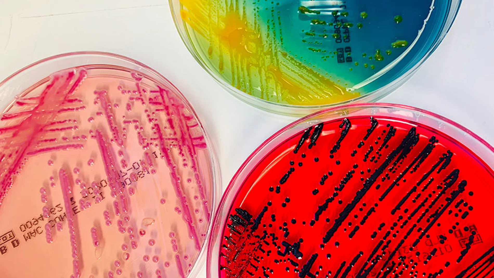 bacterias