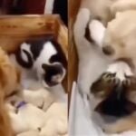 Camada de Golden Retrievers 