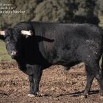 Los toros de la ganadería Hermanos García Jiménez