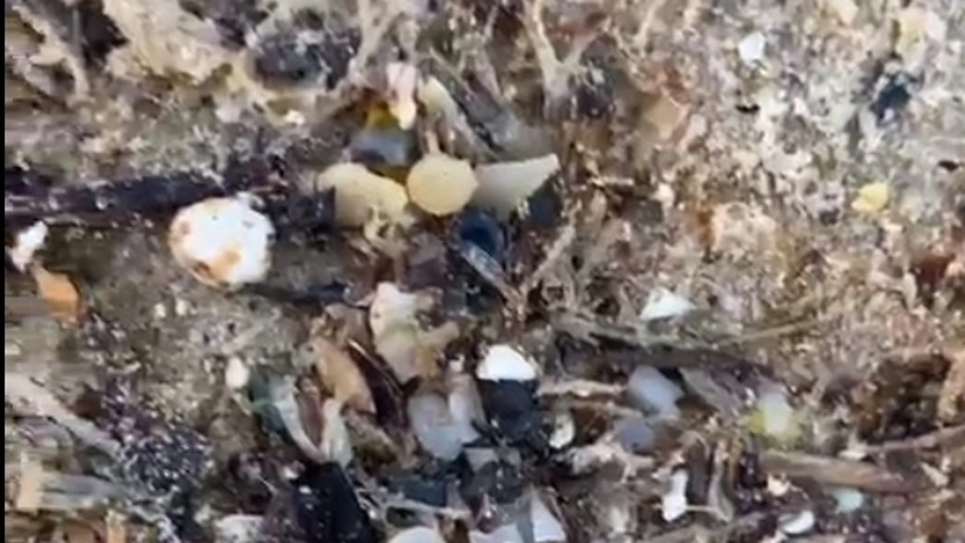 Microplásticos