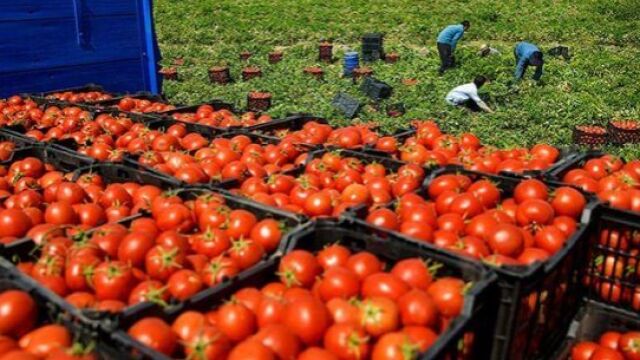 Tomates