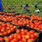Tomates