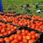 Tomates