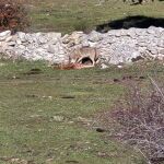 Polémica por los ataques del lobo en Madrid entre ganaderos y Administración