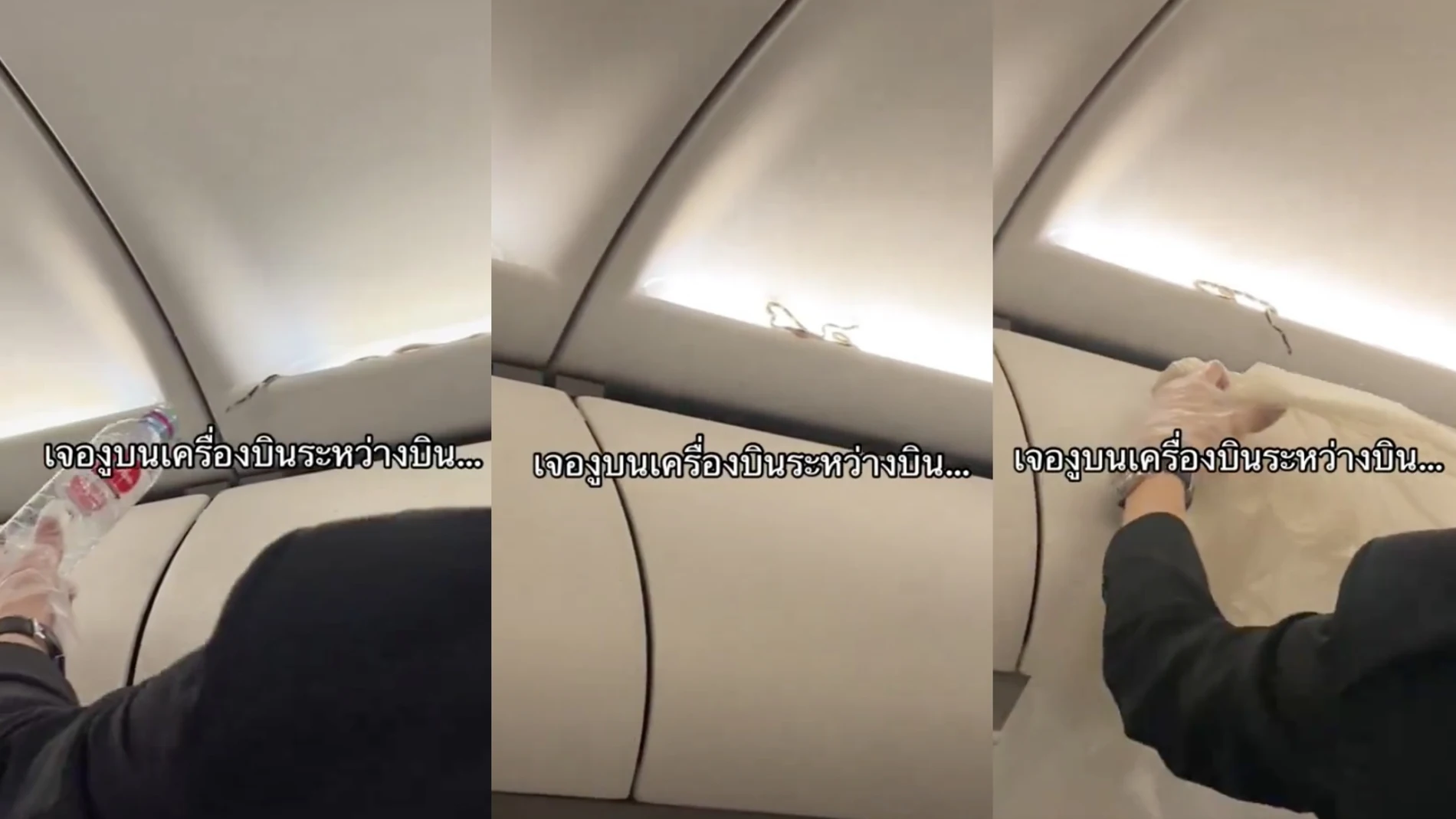 Encuentran una serpiente viva en la cabina superior de un avión