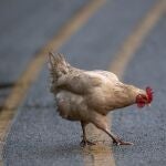 Un gallo en una foto de archivo