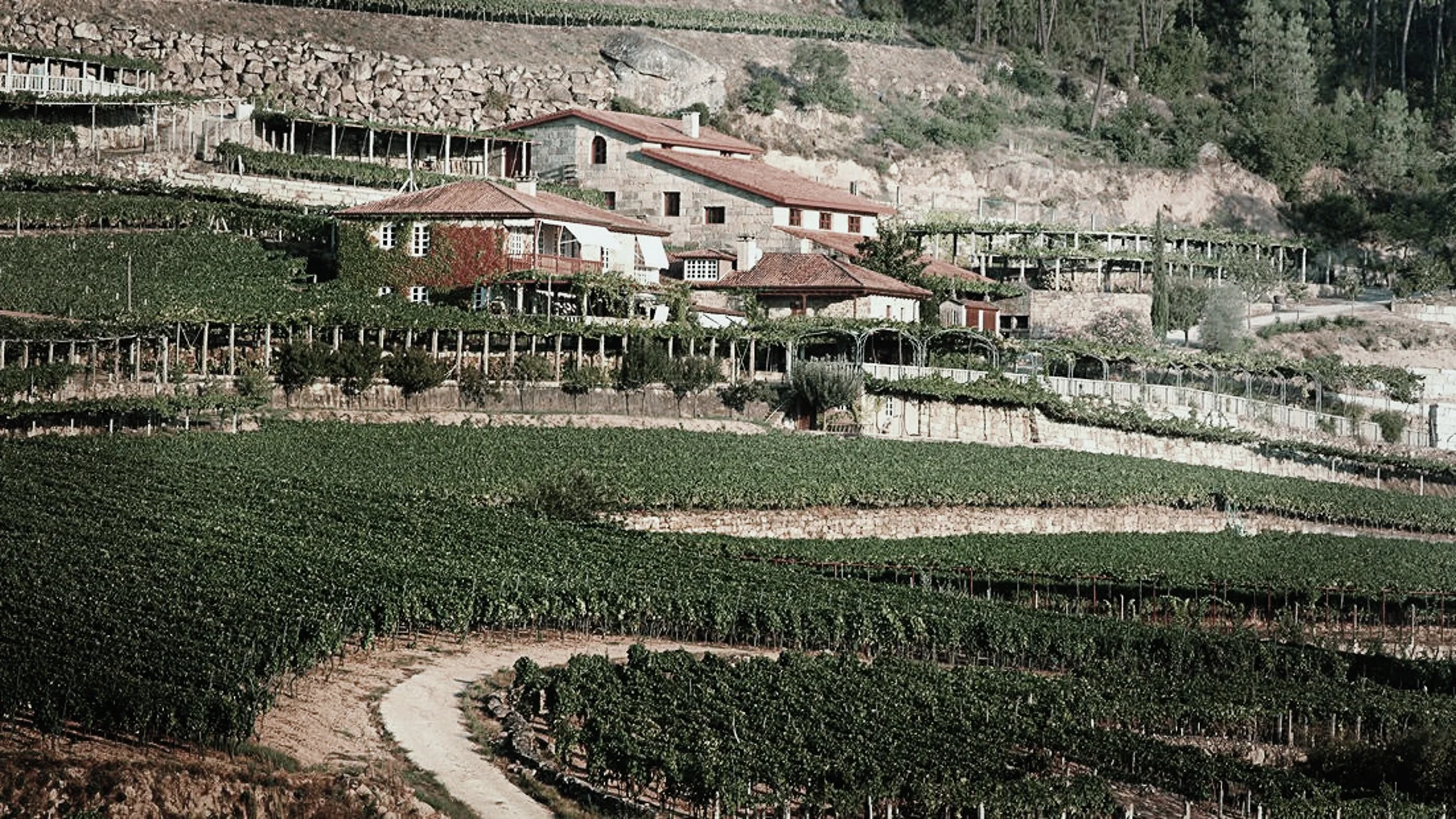 Bodega y finca gallega A Vilerma (Ribeiro)