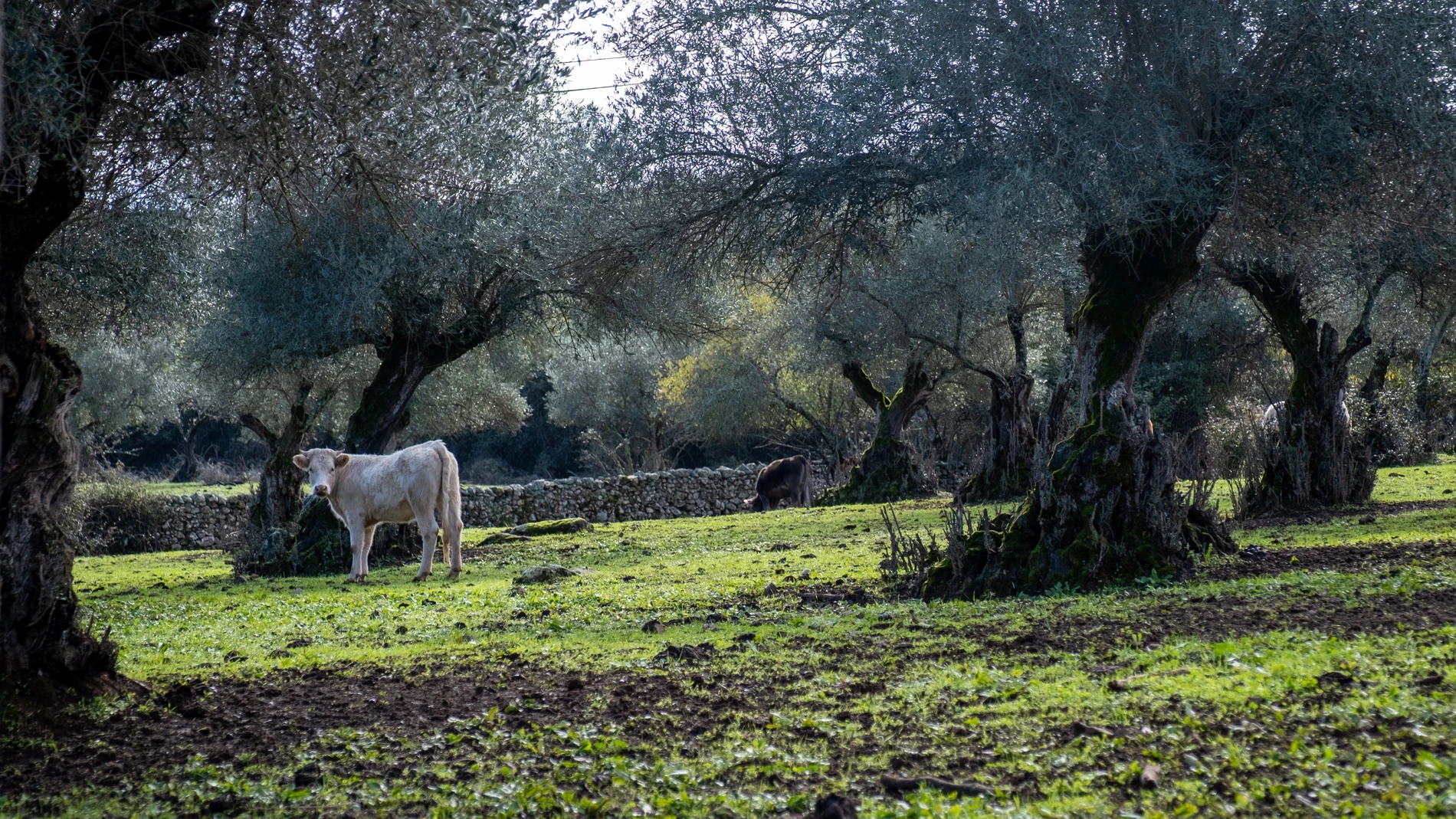 Sierra de Huelva