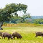 Cerdo ibérico en Extremadura
