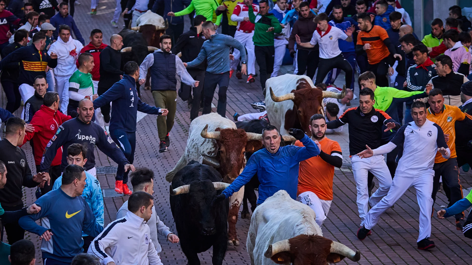 "Encierros Blancos" en San Sebastián de los Reyes, Madrid, este sábado. En el marco de estas fiestas patronales en honor a San Sebastián Mártir, este fin de semana se celebran los primeros encierros de San Sebastián de los Reyes fuera de los meses de agosto y septiembre, unos "encierros blancos" que discurren por el mismo recorrido que las carreras estivales que han dado a la localidad el sobrenombre de "la Pamplona chica" © Alberto R. Roldán / Diario La Razón. 20 01 2024