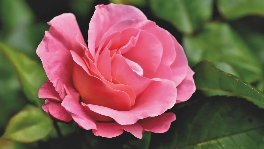 Estudios científicos han demostrado que la percepción del color rosa varía en función de una persona a otra