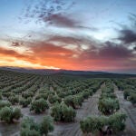 Jaén: un paraíso interior para una experiencia única