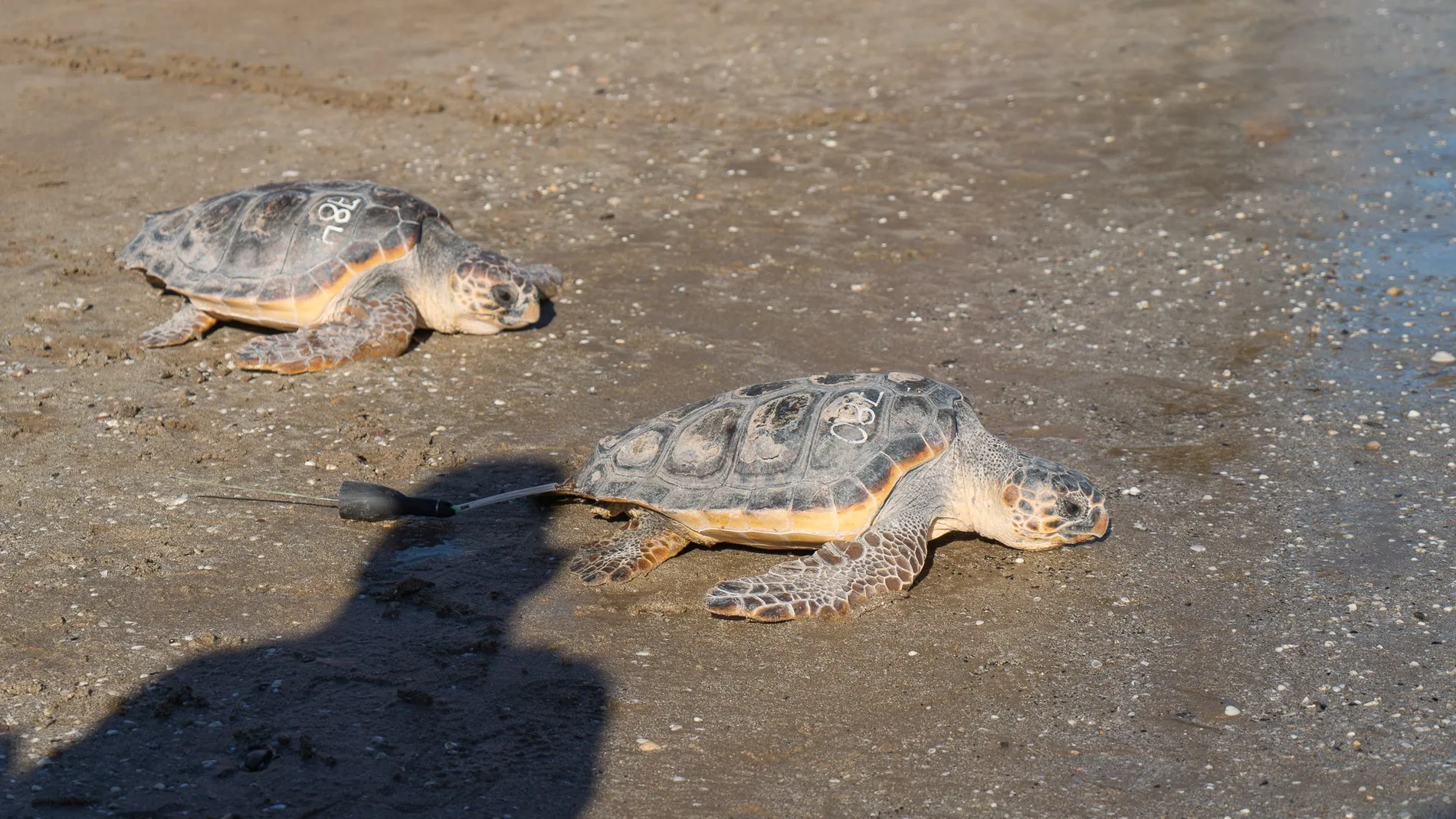 Duda y Oreo, dos tortugas heridas por la pesca de arrastre, regresan al Mar Mediterráneo