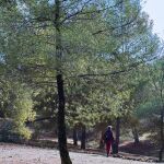 ‘Baños de bosque’ para fomentar la desconexión digital