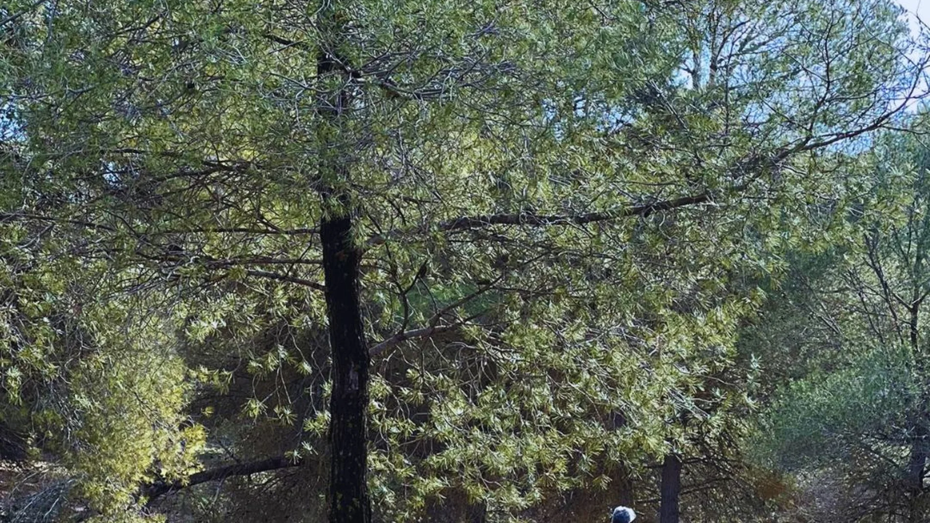 ‘Baños de bosque’ para fomentar la desconexión digital