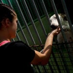 Perro abandonado en una entidad protectora