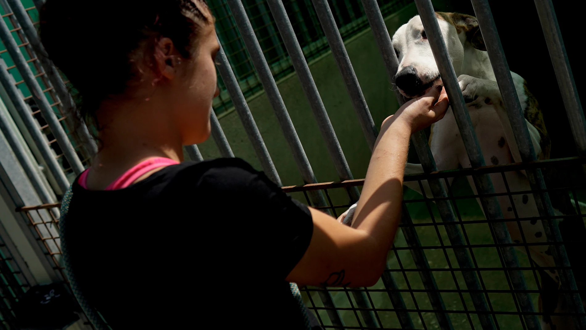 Perro abandonado en una entidad protectora