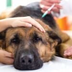 Perro en el veterinario.