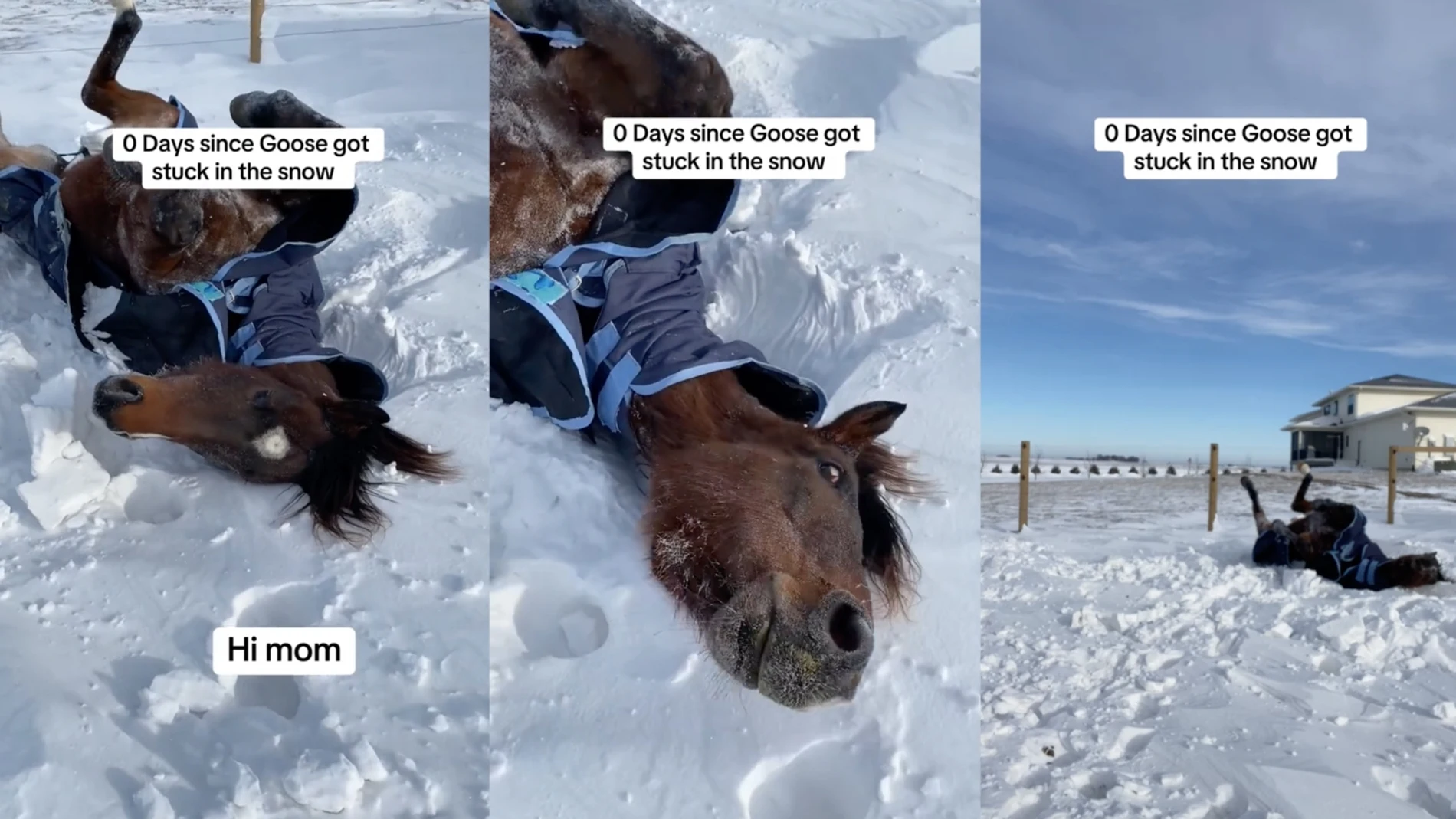 Un caballo llamado Goose se convierte en un fenómeno viral
